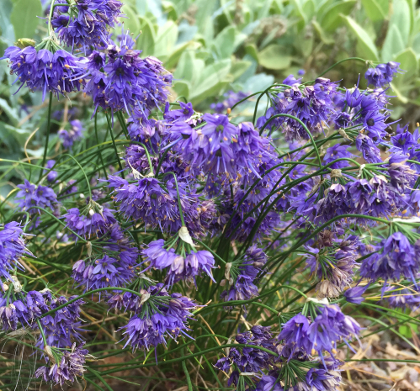 Allium cyaneum 